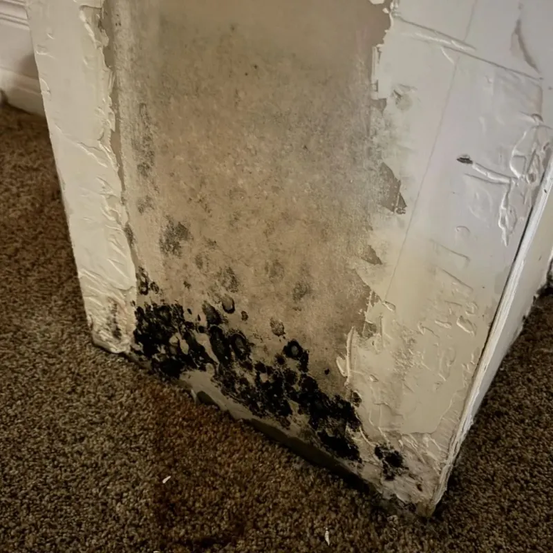 Professional Mold Removal in Little Rock, MN